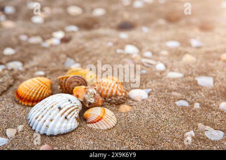 Natürliche meerfarbene Muscheln und Kieselsteine an der Küste aus nächster Nähe. Sommer Hintergrund Stockfoto