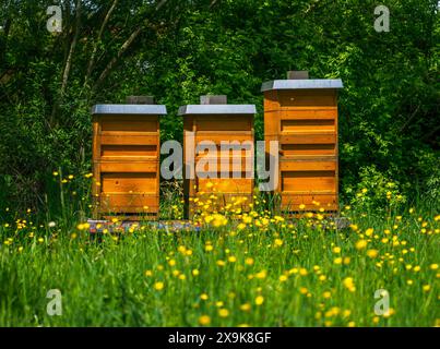 Imkerei mit Holzbienen auf einer gelb blühenden Wiese Stockfoto