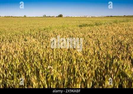 Ein Blick auf ein goldenes Weizenfeld in Sevilla, Spanien, mit dem weißen Dorf Carrion de Los Cespedes in der Ferne. Stockfoto