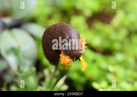 Invasive europäische Rufenschnecke Arion rufus isst eine Ringelblume mit Atemloch Stockfoto