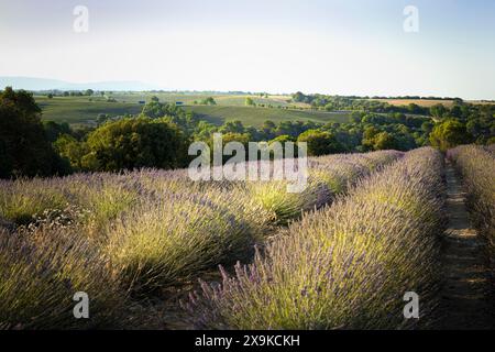 FR, Provence - Juli 2022: Lavendelanbau bereit für die Sommerernte. Die Felder erstrecken sich so weit wie möglich. Stockfoto