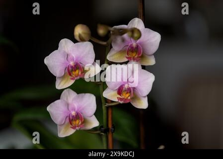 Orchideen Roses et blanches en gros Plan Stockfoto