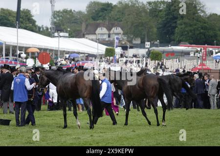 Epsom, Surrey, Großbritannien. Juni 2024. Die Pferde vor den Plätzen sind hinter dem Trubel der Siegerparade nach dem Betfred Derby entsattelt und laufen über eine Meile und vier Furlongs auf der legendären Rennbahn Epsom Downs. Quelle: Motofoto/Alamy Live News Stockfoto