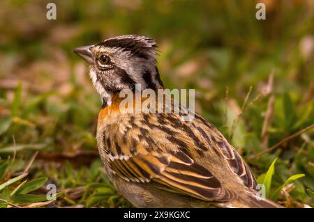 Sperling (Zonotrichia capensis) ein häufiger Vogel in Brasilien Stockfoto