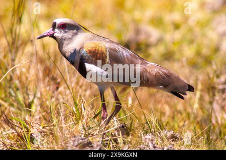 Vanellus chilensis ist ein häufiger Vogel in Brasilien Stockfoto