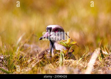 Vanellus chilensis ist ein häufiger Vogel in Brasilien Stockfoto