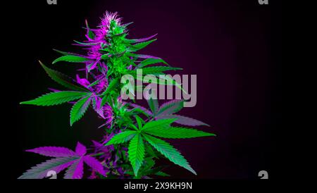 Cannabispflanze mit blühenden Knospen in farbigem LED-lila Licht auf schwarzem Hintergrund. Medizinisches Marihuanapflanze ästhetisches Banner mit Kopierraum für Text. Stockfoto