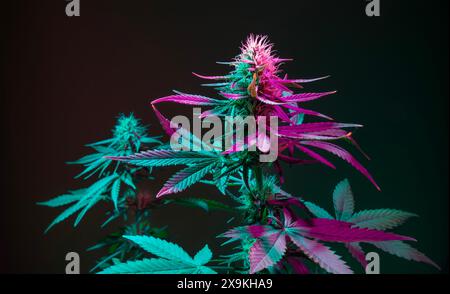 Cannabispflanzen in buntem neonviolettem Licht auf dunkelgrünem Hintergrund. Blühende Marihuanasträucher mit Knospen, gut für medizinische Zwecke. Ästhetischer neuer Look Stockfoto