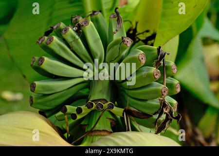 Bananenbaum mit grünen Bananen Stockfoto