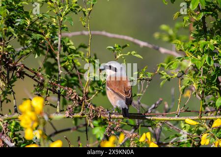 Männlicher roter Rücken, der auf einem Ast thront. Spanien. Stockfoto