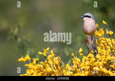 Männlicher roter Rücken, der auf einem Ast thront. Spanien. Stockfoto