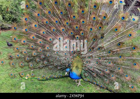 Ein strahlend blauer, schöner Pfau mit langem Schwanz und Federn tanzt im Park, Zoo, Paarungstanz. Pfauenfeder Hintergrund. Naturwanderungen im Sommer und s Stockfoto