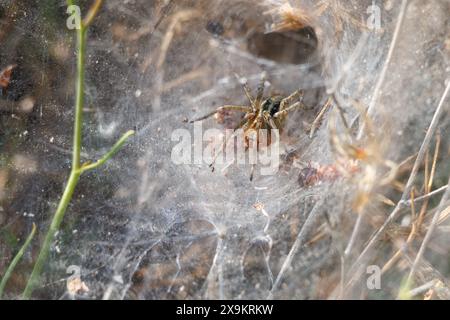 Spider Agelena labyrinthica wartet auf ihre Beute, Sierra de Mariola, Spanien Stockfoto