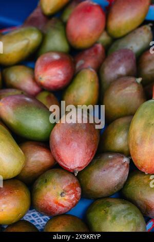 Gruppe exotischer Papaya-Früchte Stockfoto