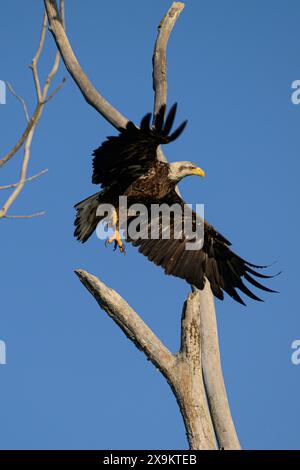 Weißkopfseeadler, der vom Barsch in Nord-Ohio abhebt Stockfoto