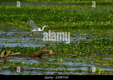 Großer Egret im Flug über den Sumpf Stockfoto