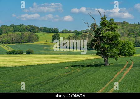 Englische Landschaft in der Nähe von Sherborne im späten Frühling, Blick auf einen alten einsamen Baum auf landwirtschaftlichem Feld Stockfoto