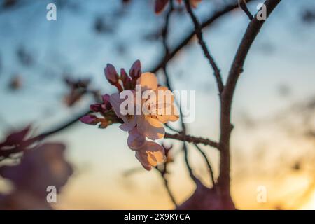 Detailansicht der Kirschblüten auf einem Ast Stockfoto