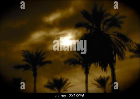 Palmen stehen in Silhouetten mit schwerer Wolkendecke und strahlender Sonne am späten Tag entlang der Sandküste des Salton Sea. Stockfoto