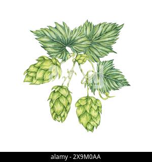 Wasserfarben-Illustration von Hopfenzapfen und Blättern. Green humulus lupulus Komposition für Oktoberfest, St. Patrick's Day Feier, Bier Label, Brauerei Design. Hopfen-Pflanzen-Clipart für Menü, Poster Stockfoto