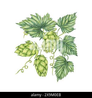 Wasserfarben-Illustration von Hopfenzapfen und Blättern. Green humulus lupulus Komposition für Oktoberfest, St. Patrick's Day Feier, Bier Label, Brauerei Design. Hopfen-Pflanzen-Clipart für Menü, Poster Stockfoto