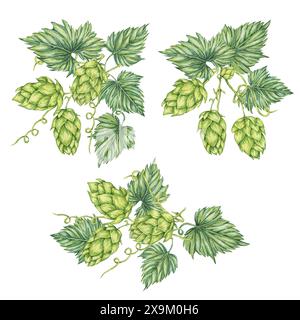 Hopfenzapfen-Kompositionen eingestellt. Botanische Illustration von Humulus lupulus für Oktoberfest, St. Patrick's Day, Bieretikett, Brauereidesign. Hopfen pflanzt lebendige helle Clipart für Menü, Poster Stockfoto