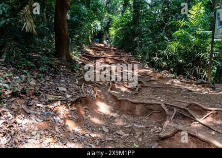 Ein entschlossener Wanderer nimmt den anspruchsvollen Aufstieg auf einem zerklüfteten Pfad an. Der Weg, der mit Baumwurzeln und losem Boden übersät ist, schlängelt sich durch einen dichten Wald. Stockfoto