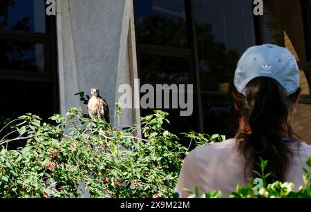 1. Juni 2024, New York City, New York: (NEU) Ein Rotschwanzfalke in Manhattan. Juni 2024, New York, USA: Auf einem Baum vor einem Haus in der 59th Street mit der 7th Avenue in Manhattan, gegenüber dem Central Park, wird ein roter Falke gesehen, der neugierige Blicke von Passanten auf sich zieht, die es mit Fotos nutzten. Rotschwanzfalke ist ein Greifvogel, der in den meisten Teilen Nordamerikas brütet, vom Inneren Alaskas und Nordkanadas bis nach Panama und den Westindischen Inseln. Es ist eines der häufigsten Mitglieder der Gattung Buteo in Nordamerika oder weltweit. Sie essen Eichhörnchen Stockfoto