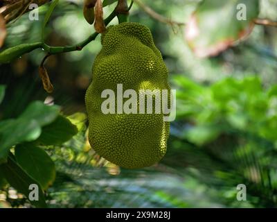 Durian Jackfruit (Artocarpus heterophyllus) Nahaufnahme hohe Qualität. Reife tropische Früchte wachsen auf einem Baum in einem botanischen Garten in Puerto de la Cruz Stockfoto