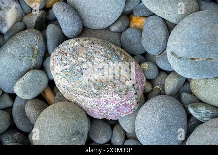 Natürliche Paua-Schale, die zwischen glatten Kieselsteinen gewaschen wird. Auch Abalone genannt, liegt er an einem Oamaru-Strand in Neuseeland. Stockfoto