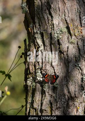 Roter Admiral-Schmetterling aus Neuseeland, der sich auf einem Baum sonnt. Schmetterlinge sonnen sich um Thermoregulation, da sie kaltblütige Tiere sind. Stockfoto