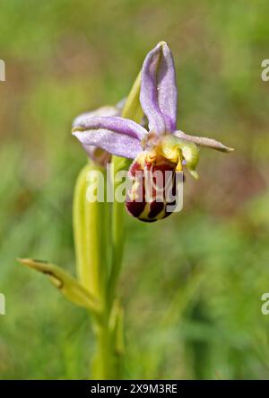 BienenOrchidee, Ophrys apifera var. Aurita, Orchidaceae. Chilterns, Bedfordshire, Großbritannien. Stockfoto