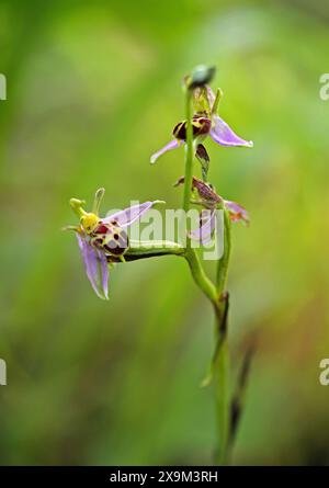 BienenOrchidee, Ophrys apifera var. Belgarum, Orchidaceae. Chilterns, Bedfordshire. Stockfoto