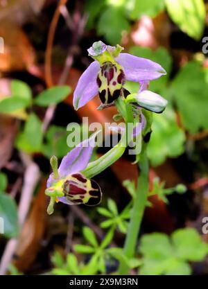 BienenOrchidee, Ophrys apifera var. Belgarum, Orchidaceae. Chilterns, Bedfordshire. Stockfoto