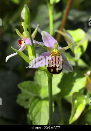 BienenOrchidee, Ophrys apifera var. Aurita, Orchidaceae. Chilterns, Bedfordshire, Großbritannien. Stockfoto