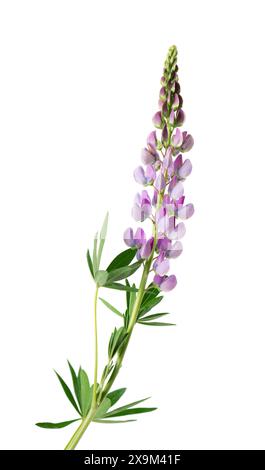 Violette Lupinenblüte isoliert auf weißem Hintergrund. Ein Haufen bunter Lupinen, Frühlingsblume. Stockfoto