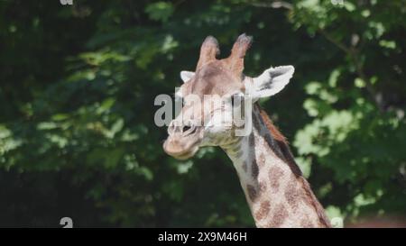 Wunderschöne Giraffen stehen hoch im Moskauer Zoo. Stockfoto