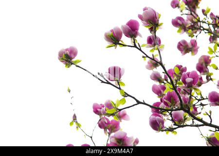 Eine blühende rosafarbene Magnolienblüte steht im Kontrast zu einem unberührten weißen Hintergrund. Stockfoto