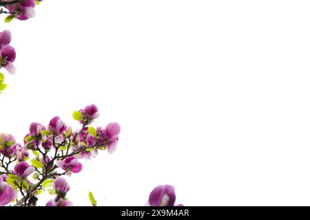 Eine rosafarbene Magnolienblüte in voller Blüte vor einem unberührten weißen Hintergrund. Stockfoto