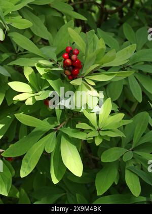 Mezereum, Mezereon, Februar Daphne, Spurge Laurel oder Spurge Olive, Thymelaeaceae. Beeren und Laub. Stockfoto