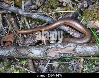 Langsam Wurm auch bekannt als Slow-Wurm, Slowworm, Blindworm oder blinde Wurm, geschiedenen Fragilis Anguidae, Echse, Reptil. Stockfoto