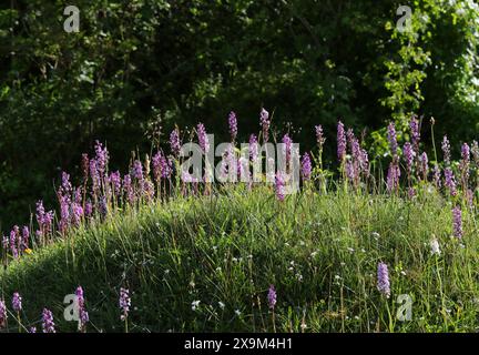 Eine Messe von Kreide duftenden Orchideen oder duftenden Orchideen, Gymnadenia conopsea, Orchidaceae. Ragpits Nature Reserve, Aston Clinton, Buckinghamshire, Großbritannien Stockfoto