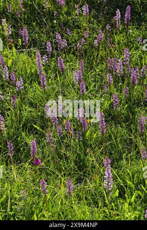 Eine Messe von Kreide duftenden Orchideen oder duftenden Orchideen, Gymnadenia conopsea, Orchidaceae. Ragpits Nature Reserve, Aston Clinton, Buckinghamshire, Großbritannien Stockfoto