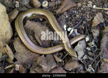 Langsam Wurm auch bekannt als Slow-Wurm, Slowworm, Blindworm oder blinde Wurm, geschiedenen Fragilis Anguidae, Echse, Reptil. Stockfoto