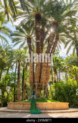 Pfau unter der Kaiserpalme im Garten Huerto Del Cura, Elche, Spanien Stockfoto