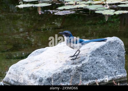 California Scrub-Jay sitzt auf einem Felsen in einem Lilienteich Stockfoto