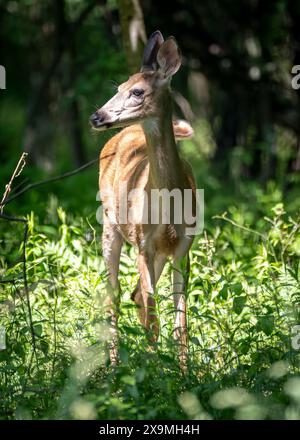 Der junge Hirsch mit seinen schlanken Beinen und dem zarten Rahmen erscheint im sanften Licht fast ätherisch. Stockfoto