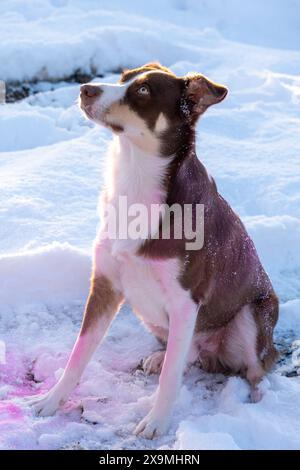 Border Collie, Welpe, Hund, Hunde, Blauaugen, Junghund, australischer Hirte, mischling Stockfoto