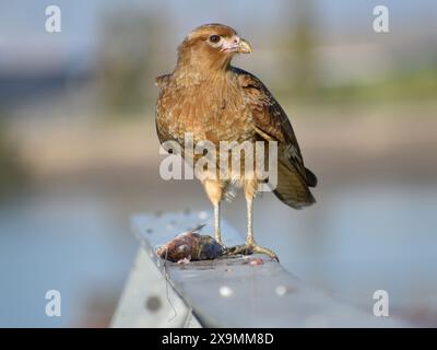 Chimango caracara (Milvago chimango), ein Raubvogel, der einen Fisch isst, der im Rio de la Plata in Buenos Aires, Argentinien gefangen oder gefunden wurde Stockfoto