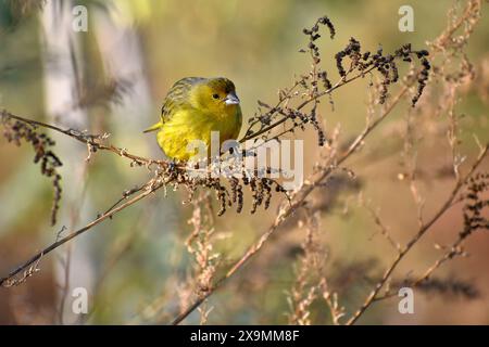 Männlicher safranfink (Sicalis flaveola), der in der Wildnis sitzt und Samen isst, Buenos Aires, Argentinien Stockfoto